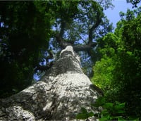 Mata Atlântica densa na Floresta Nacional de Pacotuba, em Cachoeiro de Itapemirim ES.