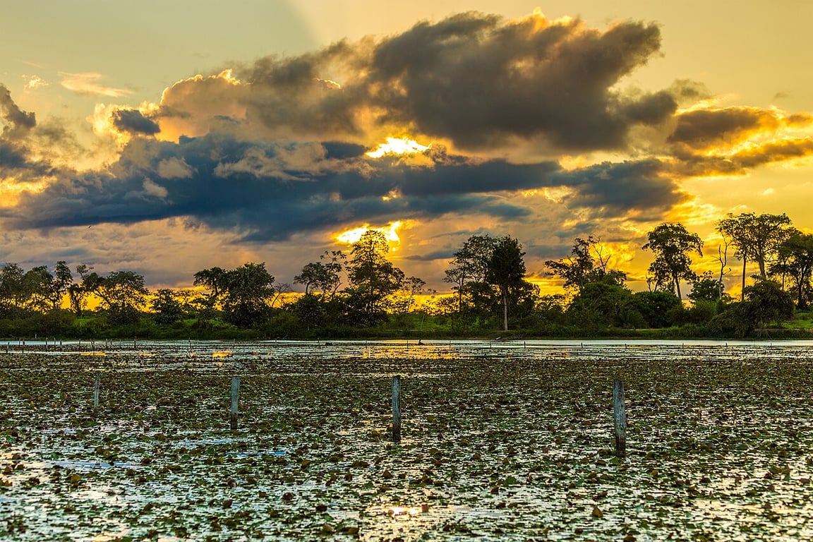Panorama do Pantanal ao entardecer, com áreas alagadas e vegetação típica