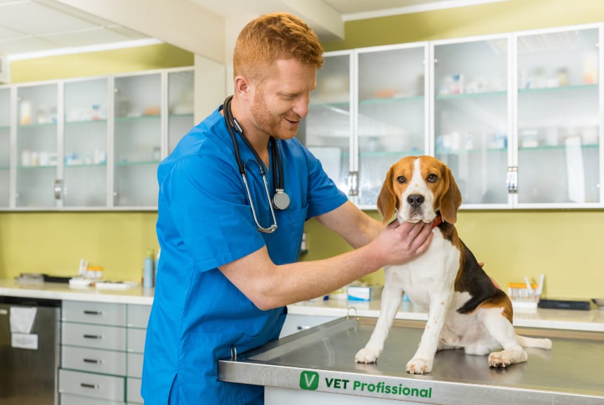 Veterinária(o) em atendimento clínico a cão em consultório