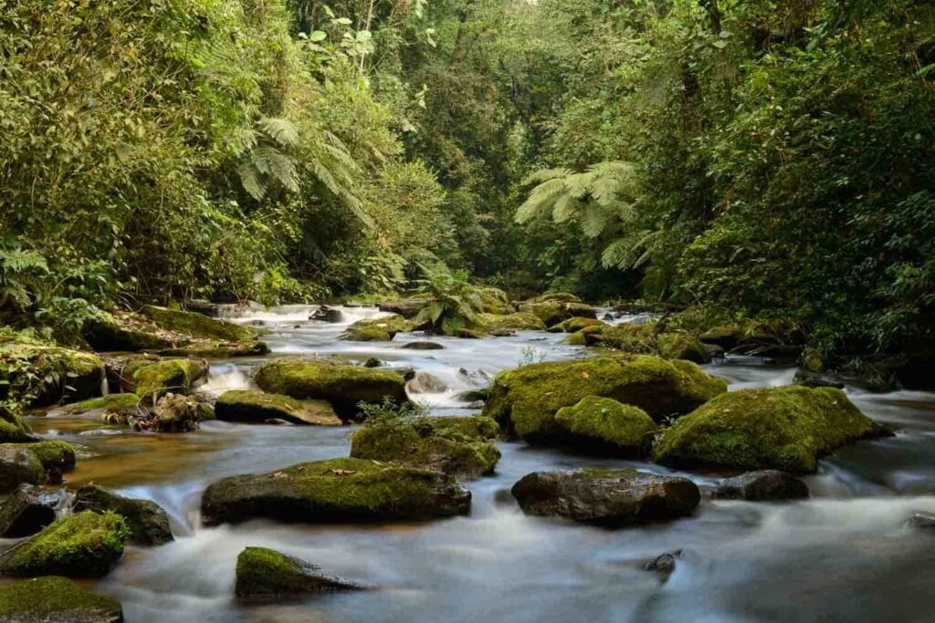 Vale do Ribeira — vegetação de Mata Atlântica e curso d’água em região serrana
