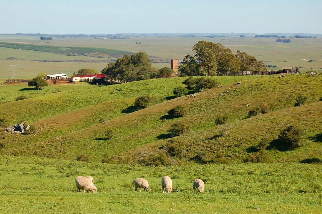Paisagem rural da Serra do Sudeste, no RS, com campos ondulados e criação de ovinos