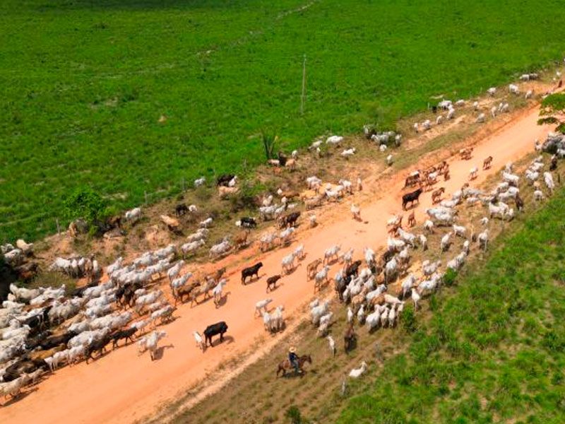 Atividade agropecuária típica no interior do Pará