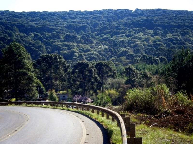 Paisagem rural com floresta e estrada na região de Caçador