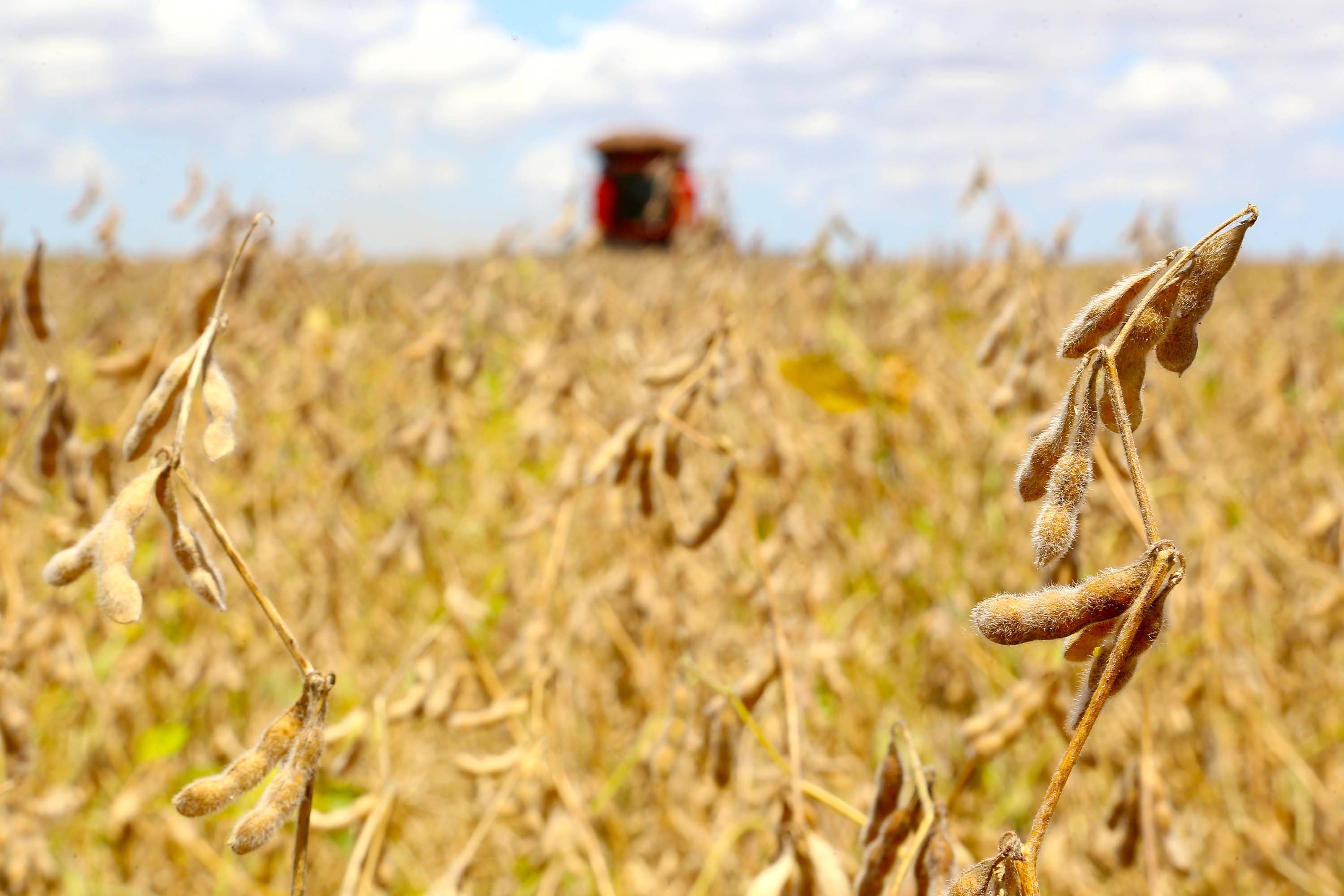 Estrada rural com lavoura de soja no Oeste do Paraná, céu com nuvens e luz dourada.