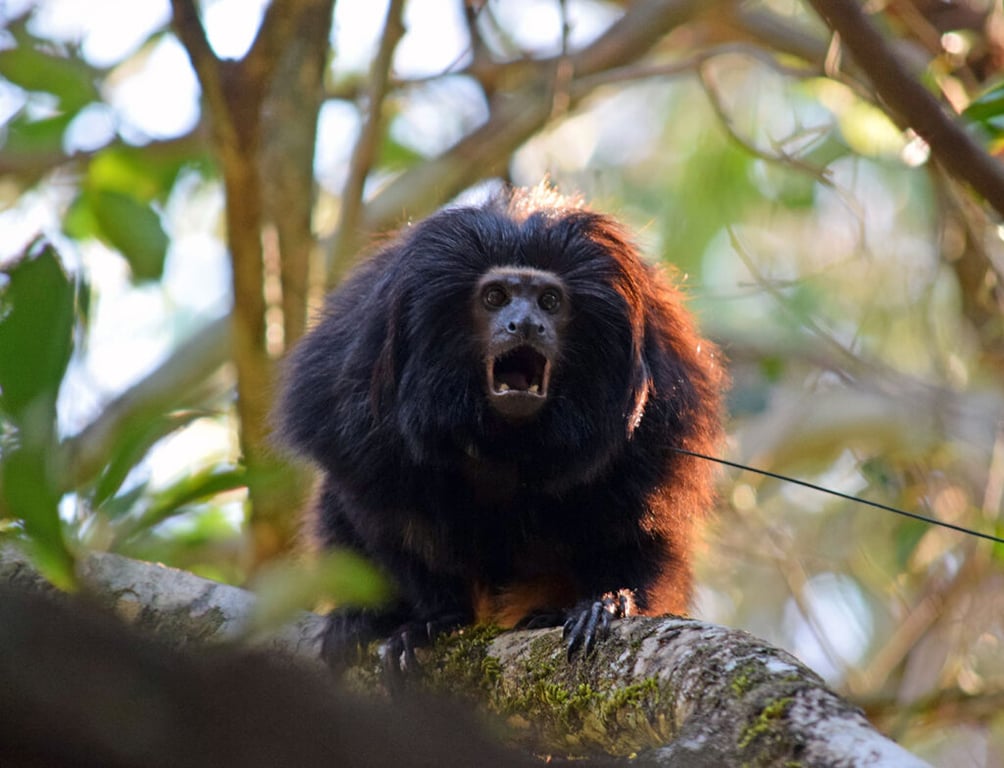 Mico-leão-preto em seu habitat na Mata Atlântica