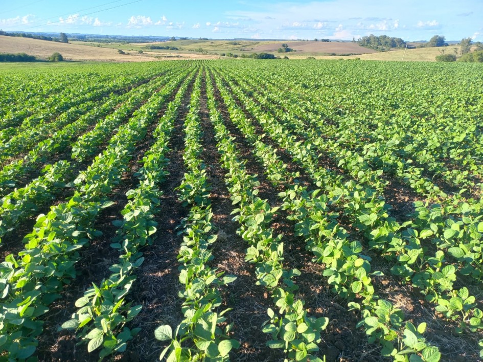 Paisagem rural com lavoura de soja sob céu aberto