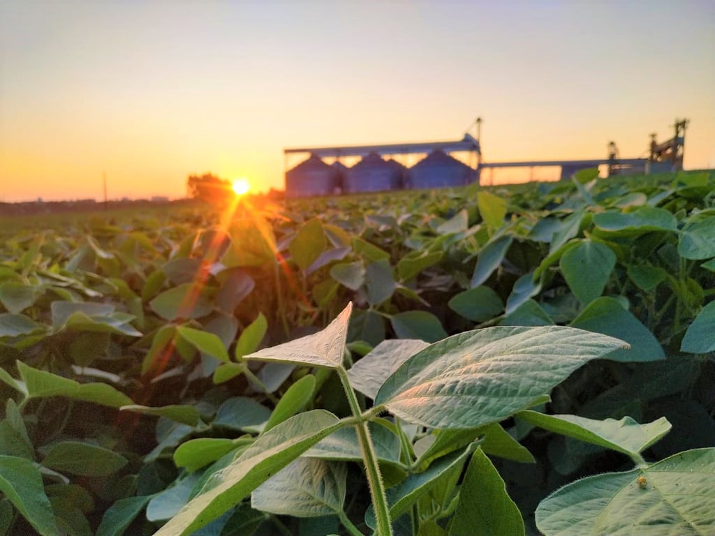Paisagem rural com lavoura e silo ao pôr do sol, representando o agronegócio catarinense