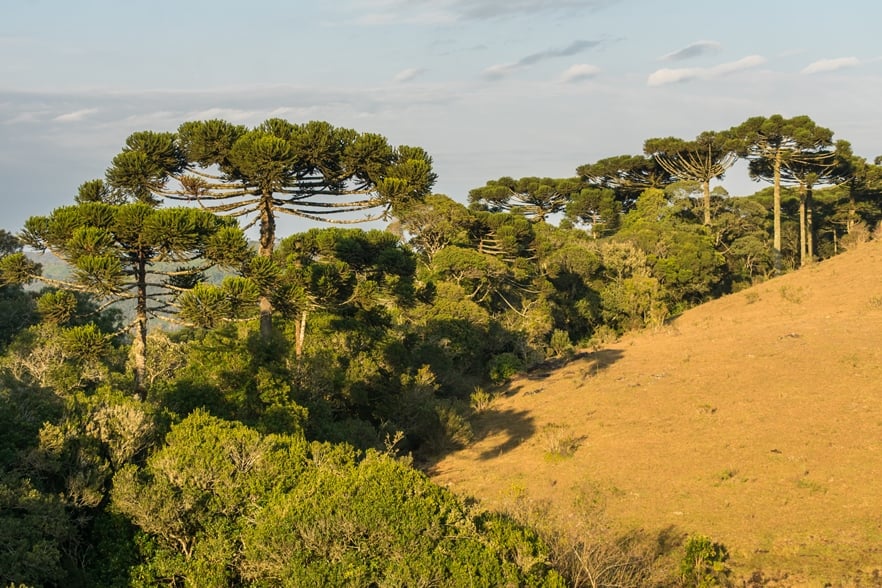 Araucárias nos Campos de Cima da Serra