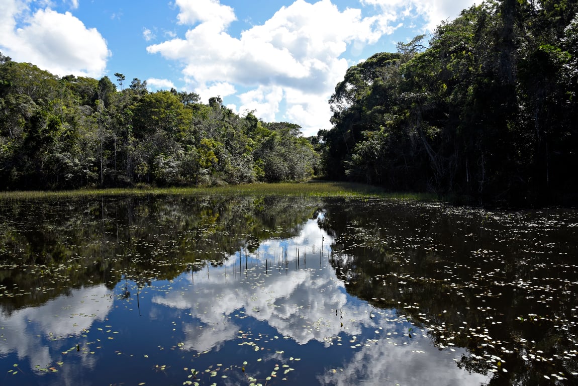 Trilha em floresta de Mata Atlântica no sul da Bahia