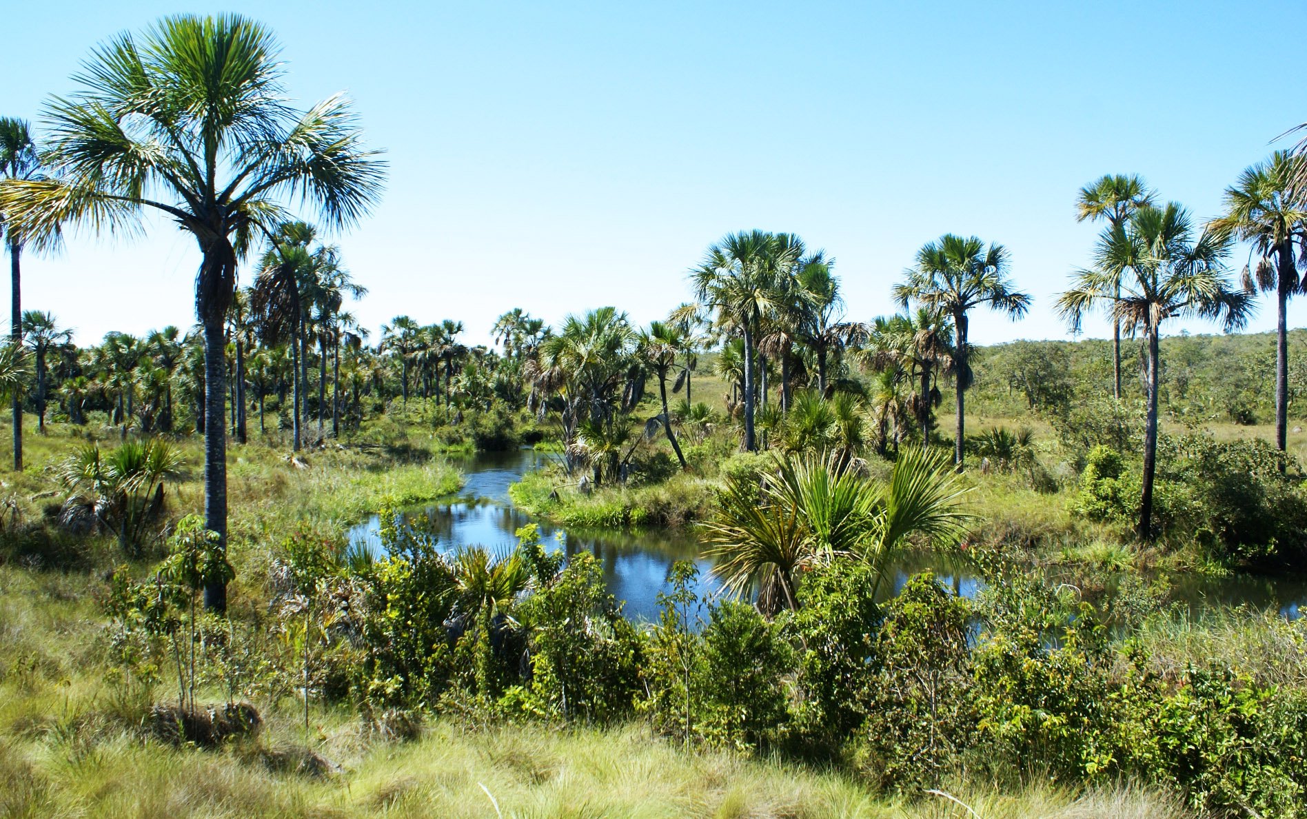 Paisagem do Cerrado com veredas de buritis e vegetação exuberante sob luz dourada