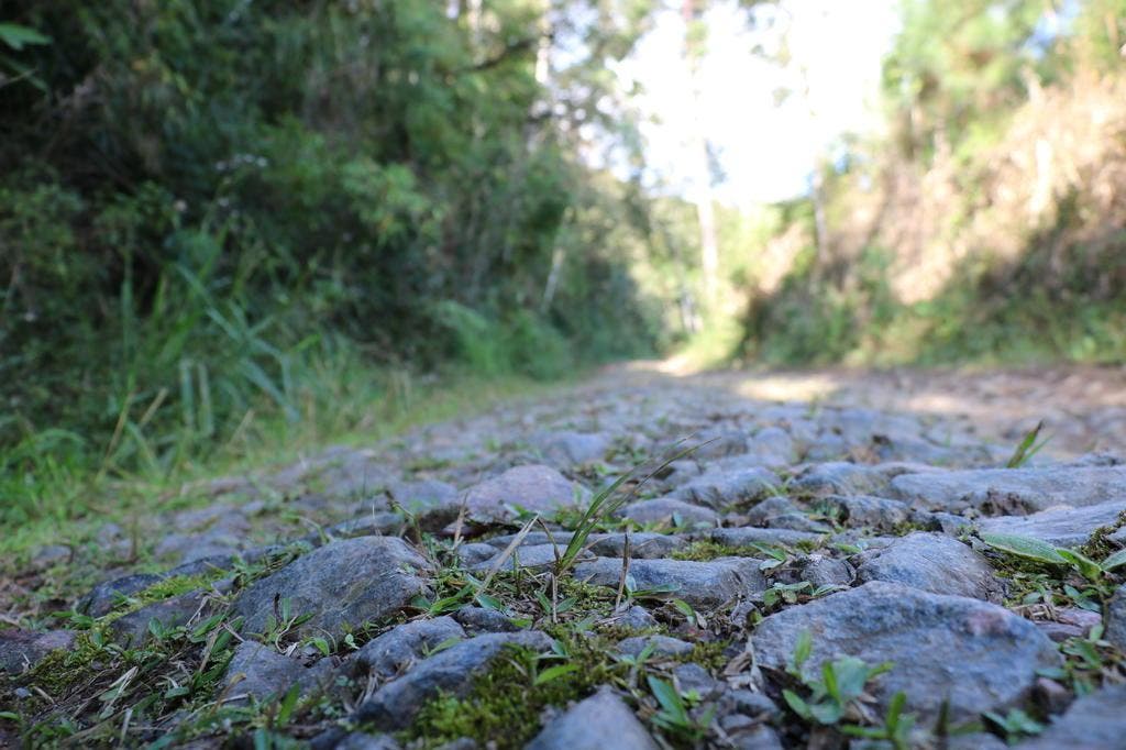 Estrada cercada por vegetação na Serra Dona Francisca, em dia claro