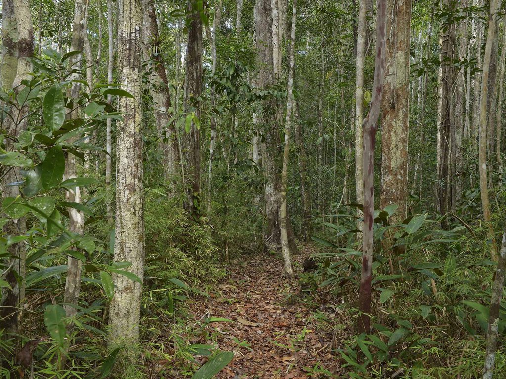 Trilha sob a Mata Atlântica no Parque Nacional do Pau Brasil, com luz atravessando a copa das árvores