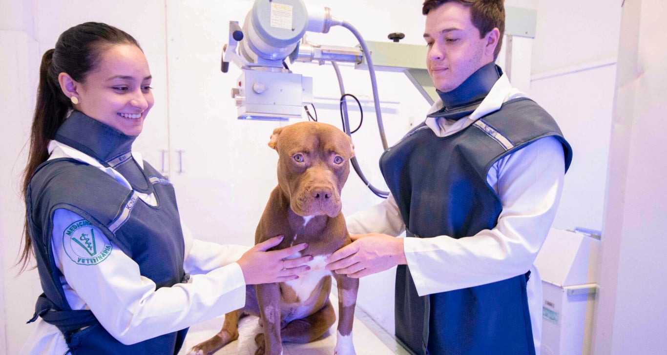 Profissionais de saúde em ambiente hospitalar atendendo um cão; equipe de enfermagem e médico-veterinário.