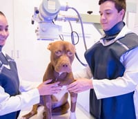 Profissionais de saúde e médico-veterinário atendendo em ambiente hospitalar
