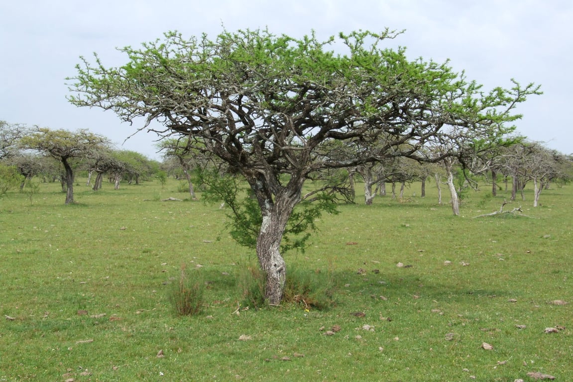 Paisagem do pampa gaúcho, com campo aberto e céu amplo