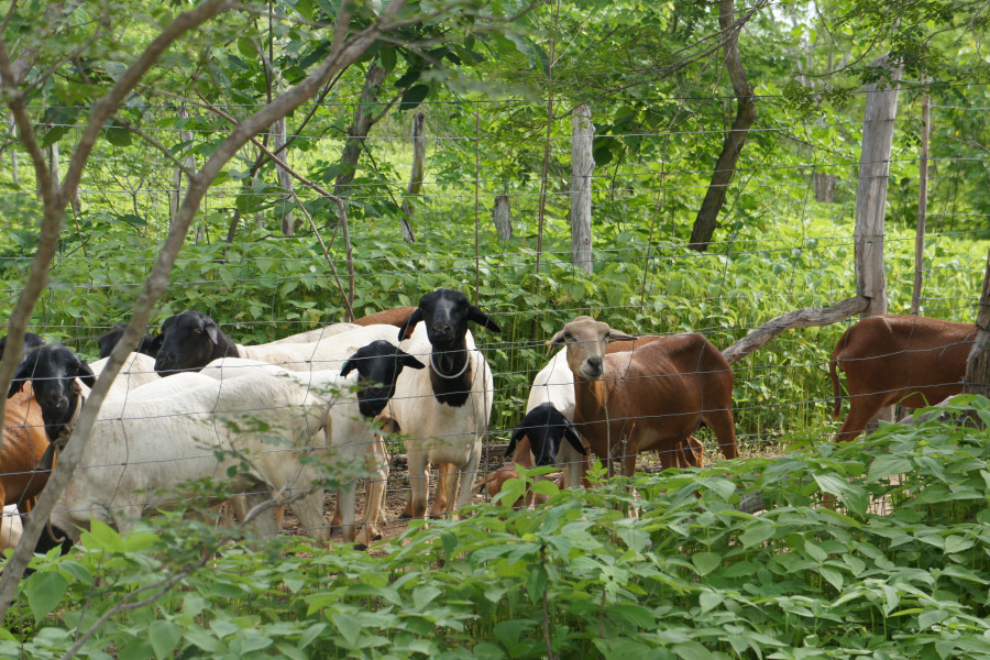 Paisagem rural do semiárido cearense com caprinos em área de caatinga, céu azul, composição horizontal
