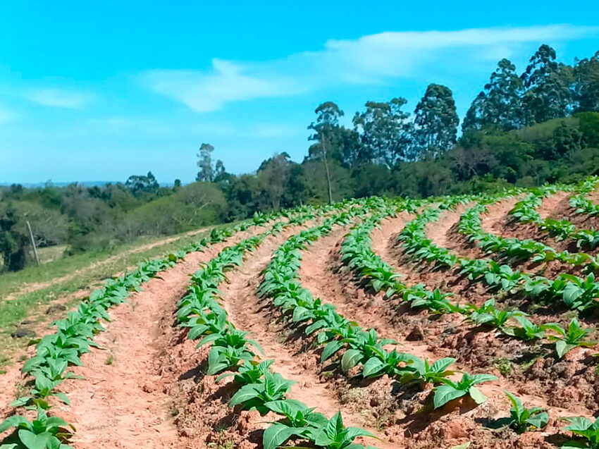 Paisagem rural do Vale do Rio Pardo com plantações de tabaco e colinas ao fundo