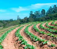 Paisagem rural do Vale do Rio Pardo, região de Candelária RS, com plantações de tabaco e colinas ao fundo.