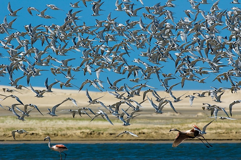 Aves migratórias no Parque Nacional da Lagoa do Peixe, em Tavares RS