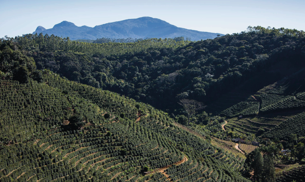 Plantação de café no Sul de Minas