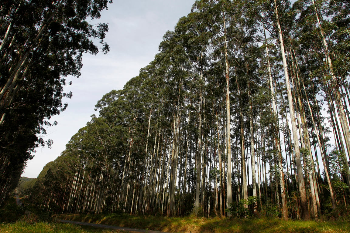 Vistoria ambiental em área florestal, com vegetação densa e caminho de serviço