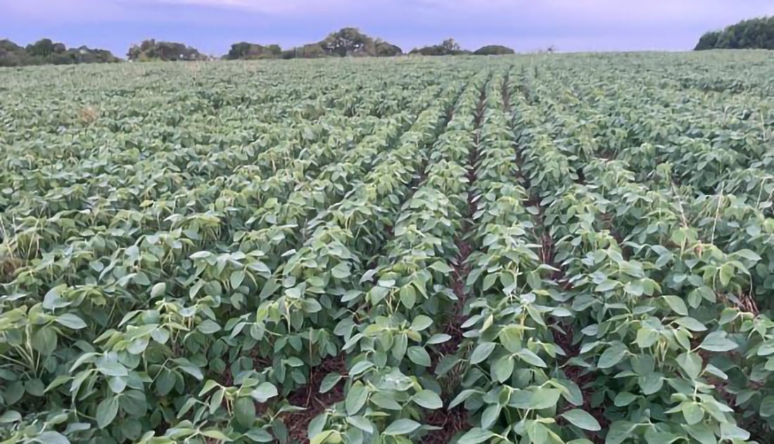 Paisagem rural com lavouras de soja ao entardecer no Noroeste gaúcho