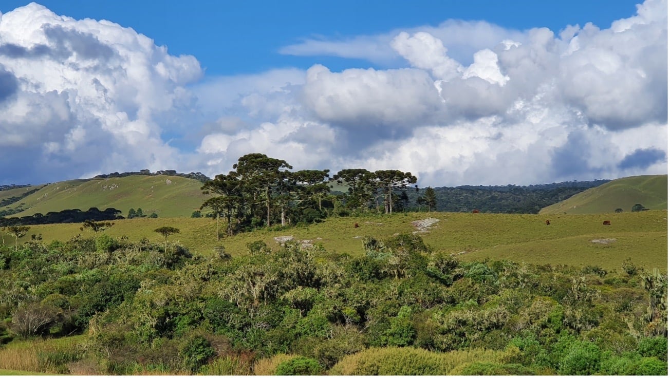 Campos de Cima da Serra, no norte do RS, com araucárias e campos ondulados ao entardecer