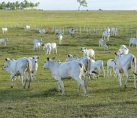 Rebanho de gado nelore pastando em campo aberto sob céu azul, típico do Cerrado.