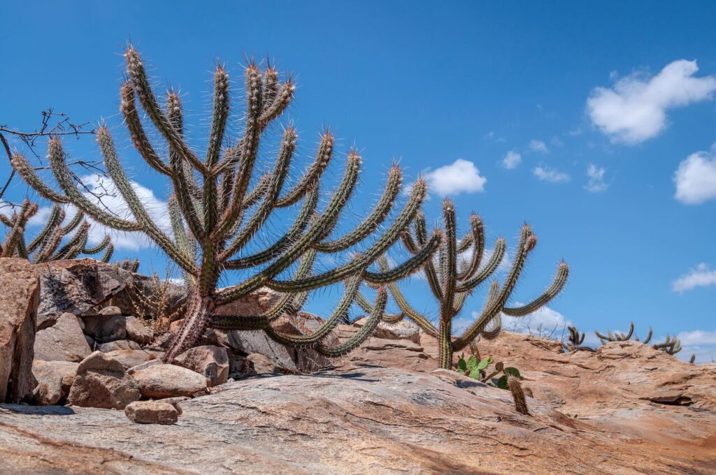 Paisagem da Caatinga no norte da Bahia