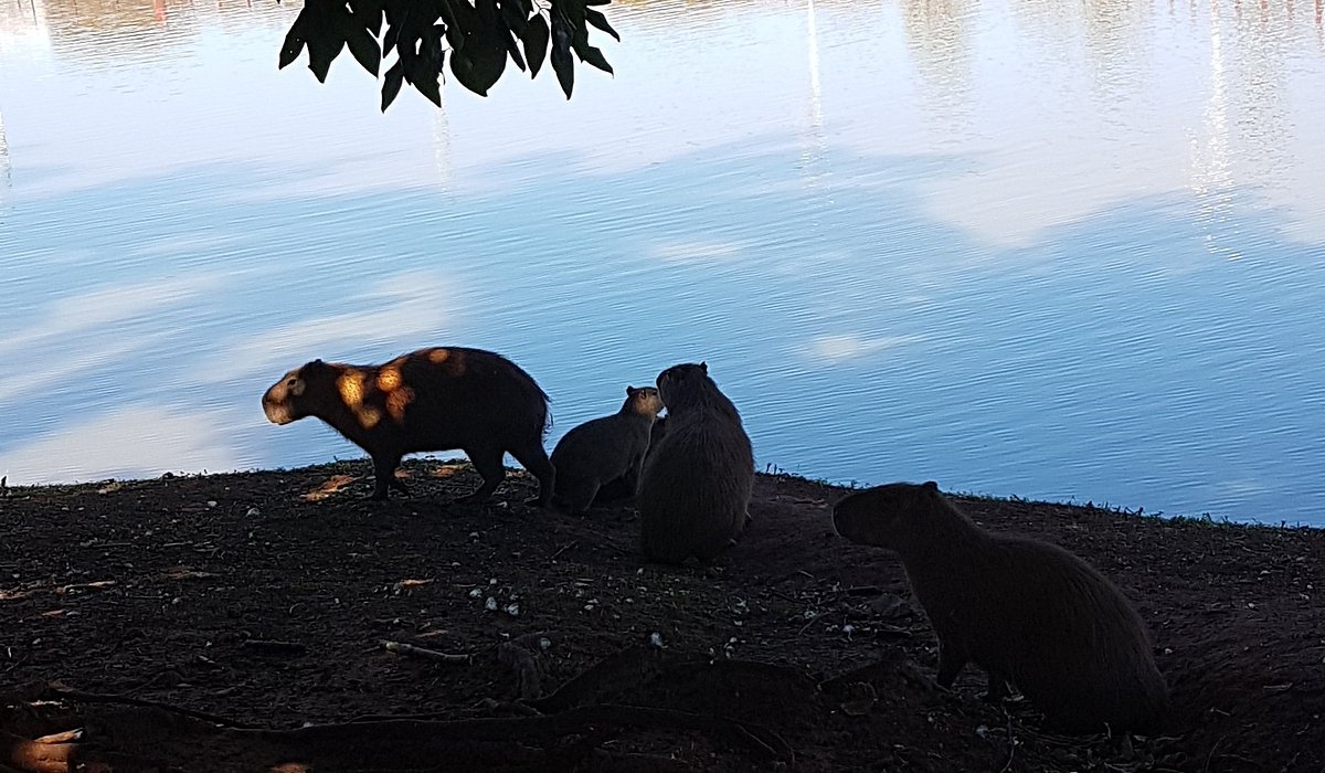 Represa municipal com vegetação e skyline ao fundo ao entardecer, em São José do Rio Preto