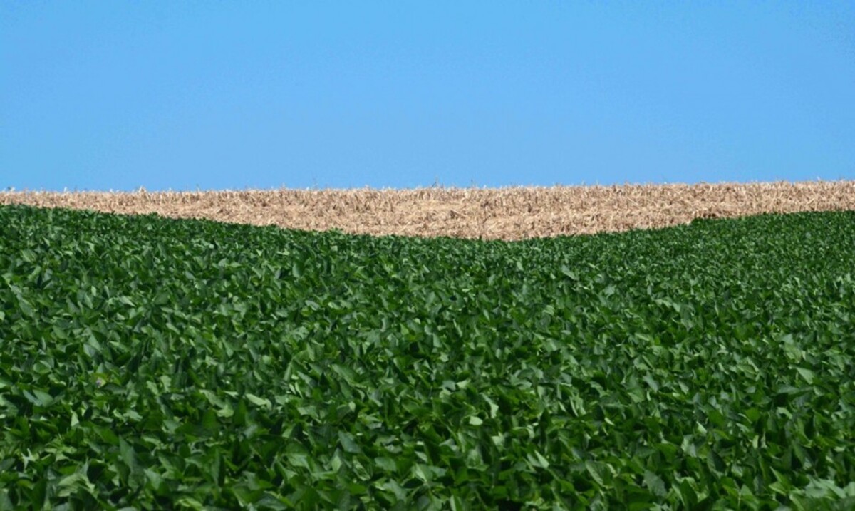 Paisagem rural com lavouras de soja no Noroeste do RS