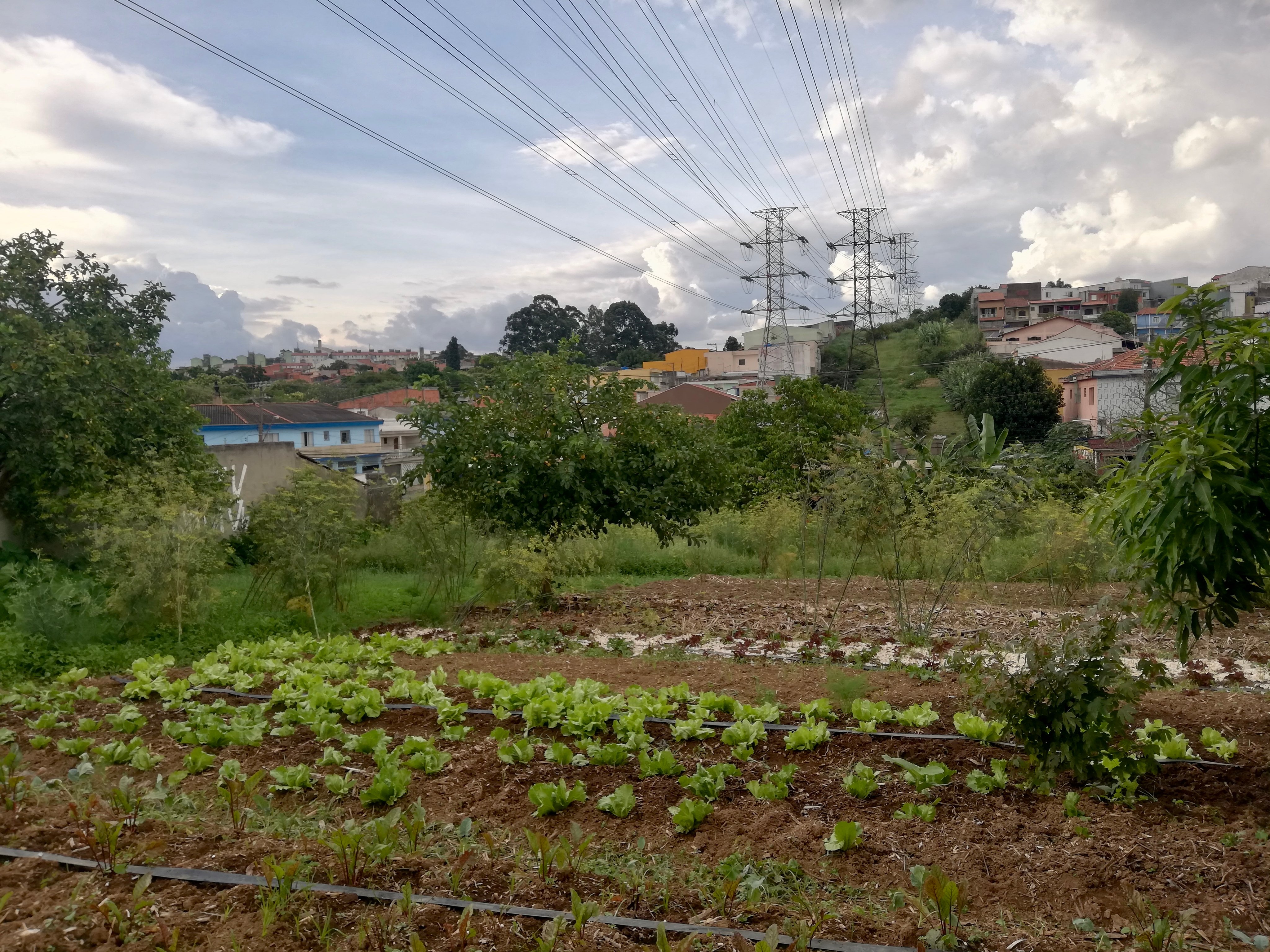 Paisagem agrícola de Jaboticabal SP com horizonte urbano ao fundo