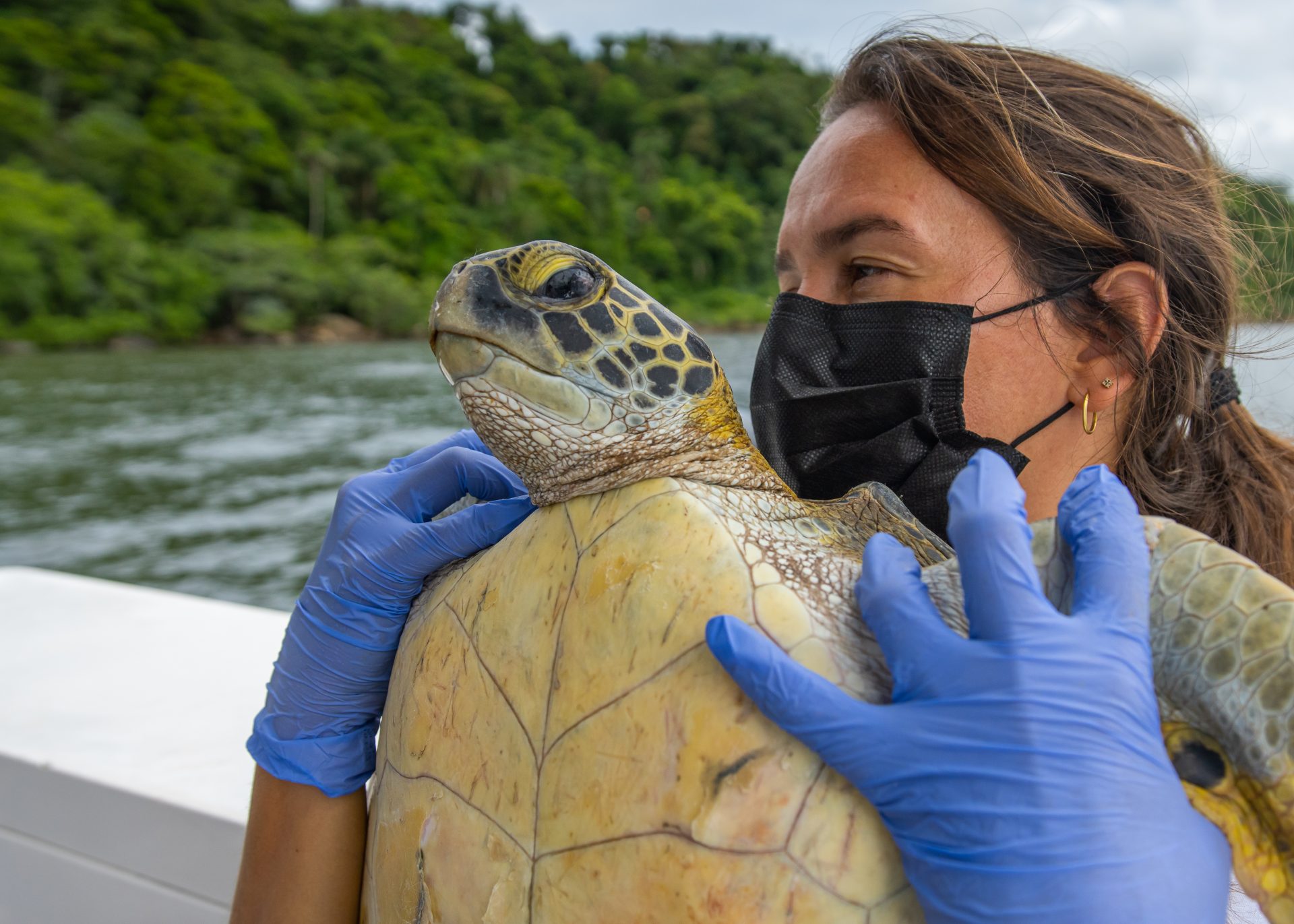 Agente em operação de campo segura uma tartaruga a bordo de embarcação de fiscalização, com mar e vegetação ao fundo