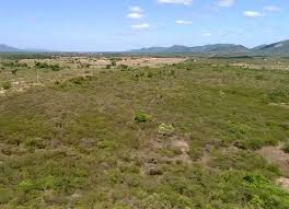 Paisagem do semiárido com vegetação de caatinga ao entardecer