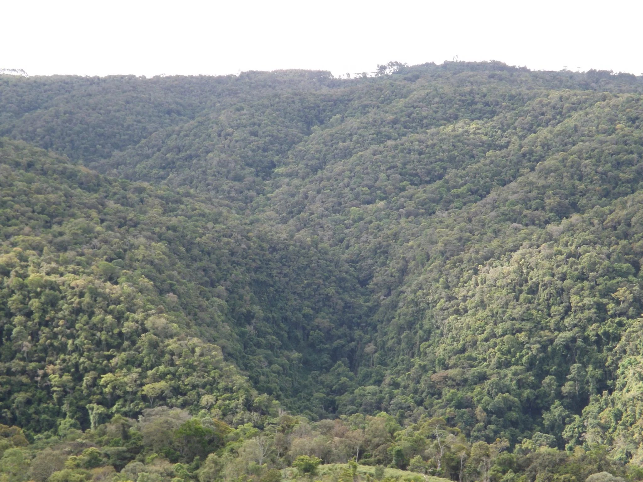 Paisagem de araucárias no Planalto Norte de Santa Catarina