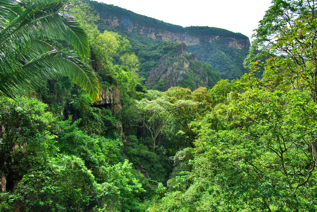 Trilha em mata úmida com passarela e vegetação exuberante na Serra da Ibiapaba