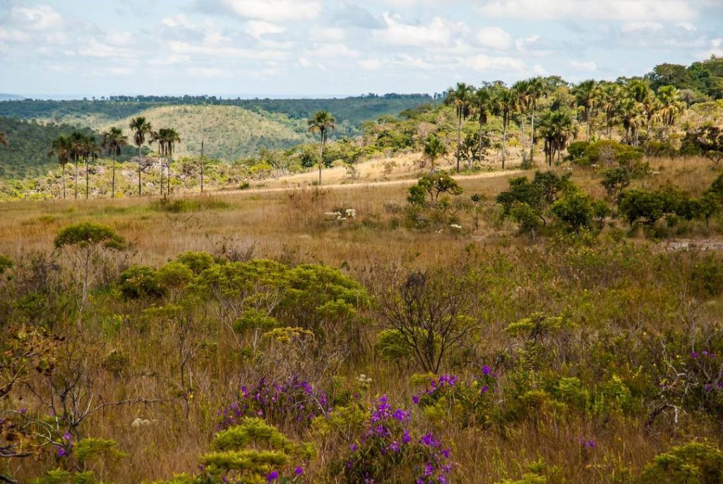 Paisagem do cerrado goiano ao entardecer