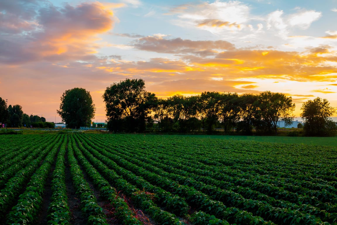 Paisagem agrícola em Mato Grosso ao pôr do sol