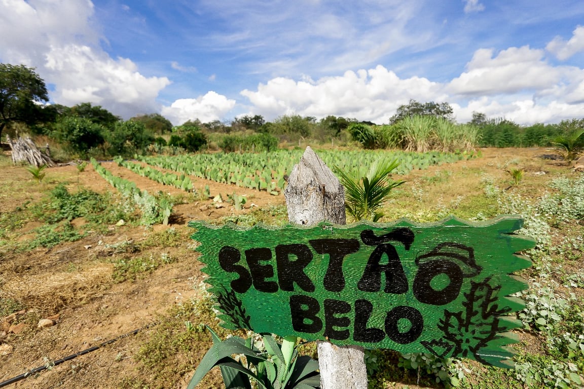 Paisagem do semiárido piauiense, com vegetação típica do sertão ao fundo