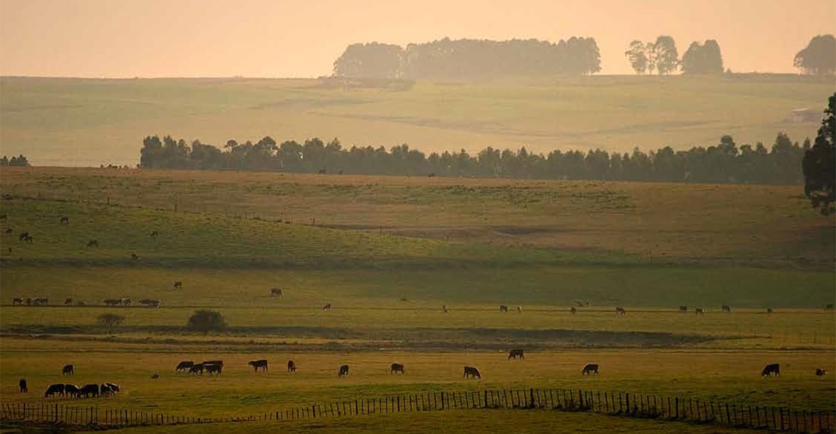 Campos do Pampa gaúcho ao entardecer