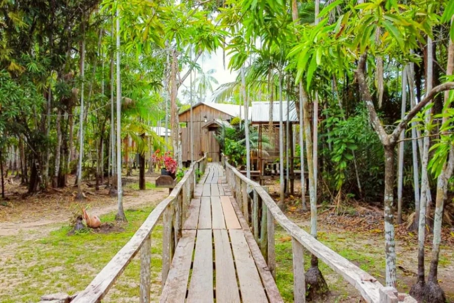 Trilha na floresta amazônica evocando ecoturismo e uso público