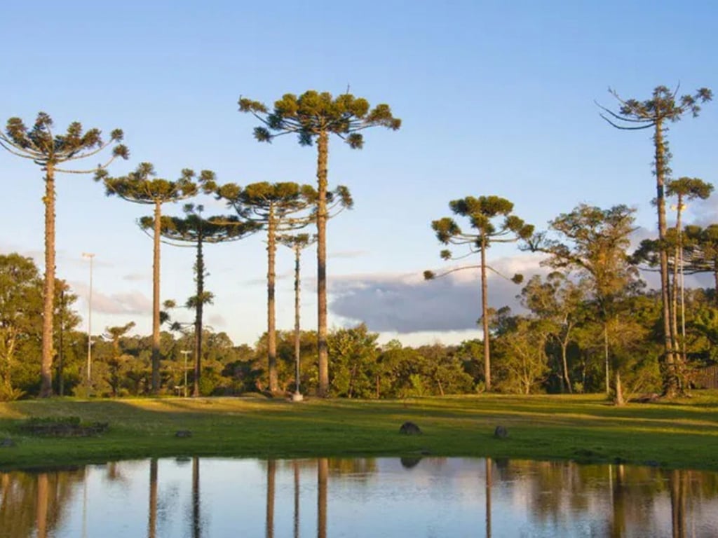 Paisagem rural típica dos Campos Gerais, com araucárias e lago ao fundo