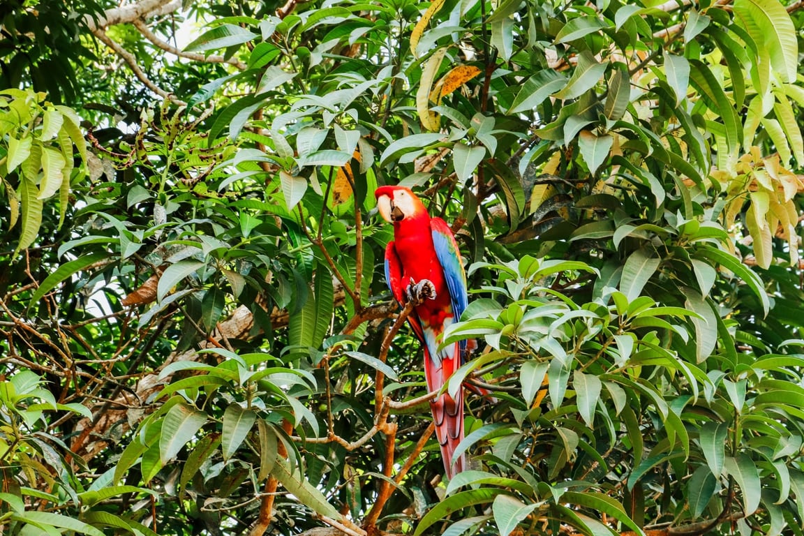 Floresta amazônica no Maranhão