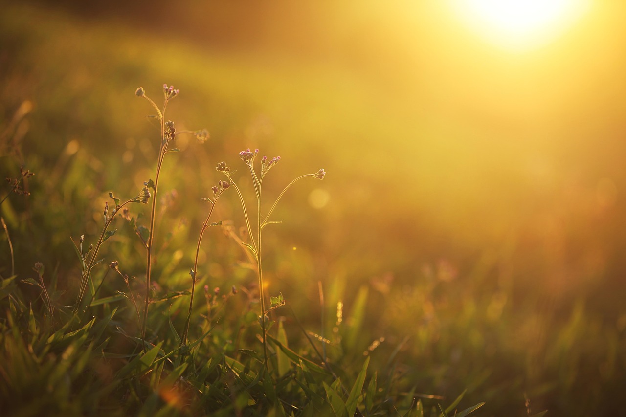 Paisagem do semiárido cearense ao entardecer, com vegetação típica
