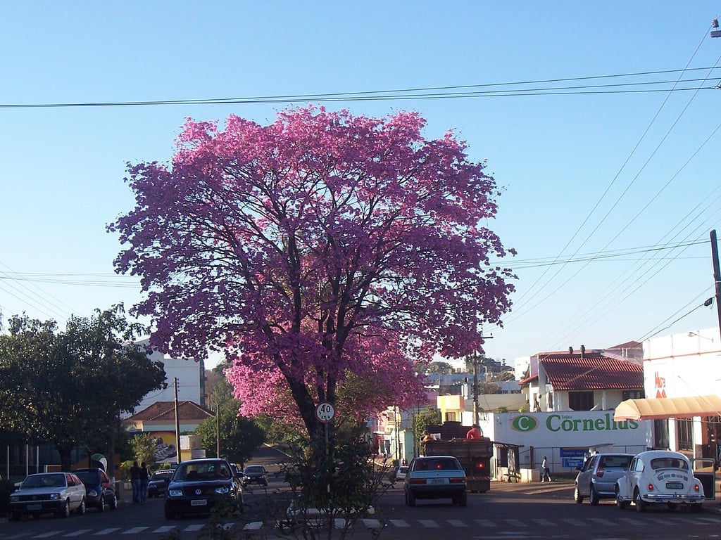Centro de Três Passos RS, paisagem urbana com avenida arborizada e prédios baixos