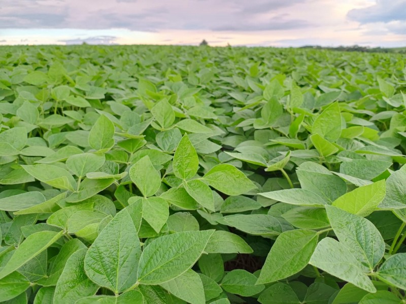Paisagem rural no Norte do Rio Grande do Sul