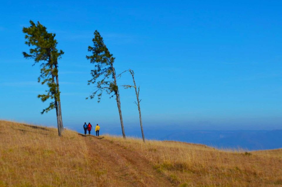 Paisagem rural com araucárias no interior de Santa Catarina
