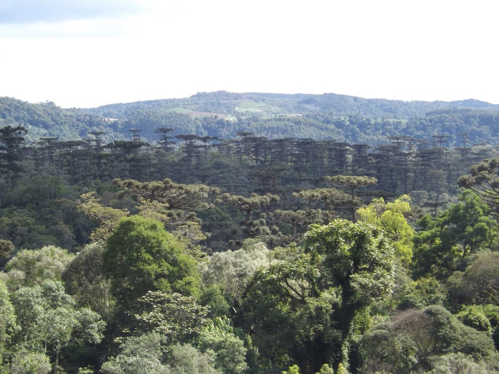 Paisagem rural e florestas no Oeste catarinense