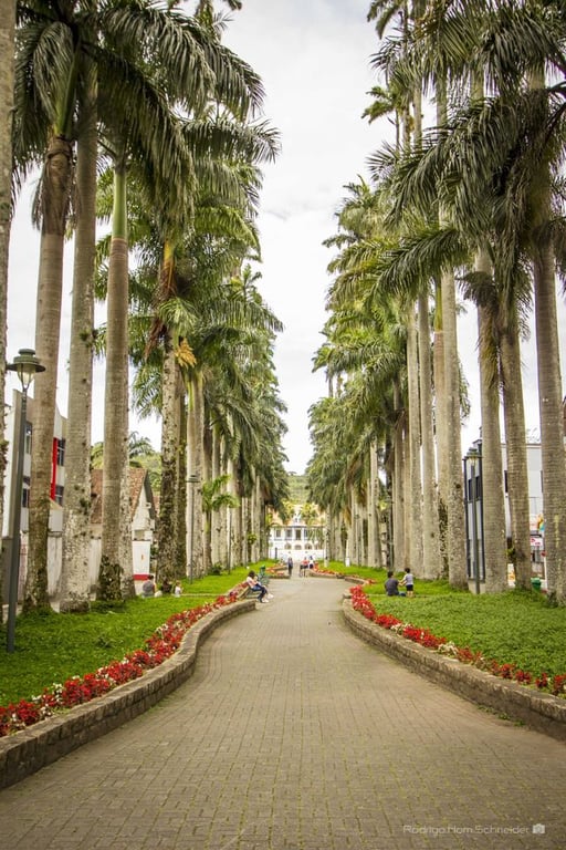 A icônica Rua das Palmeiras, cartão-postal de Joinville (SC)
