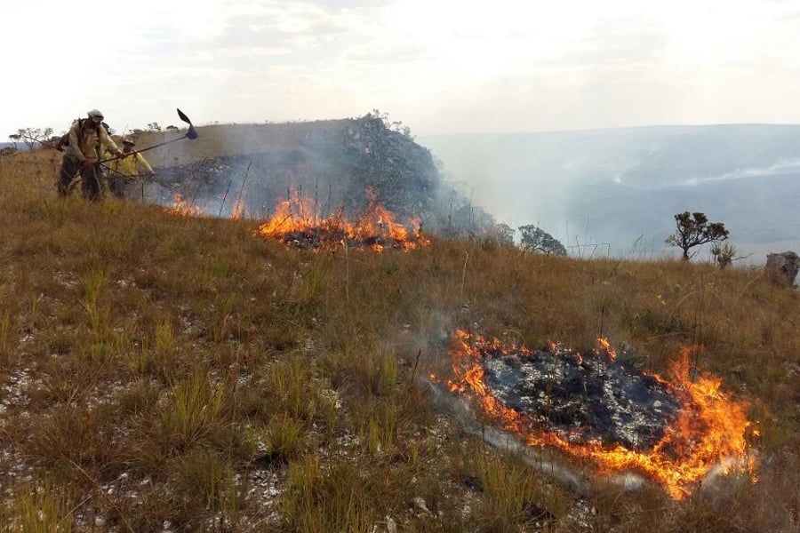 Brigadistas em ação no Cerrado